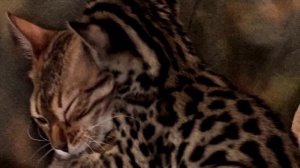 Азиатская Леопардовая кошка (АЛК)