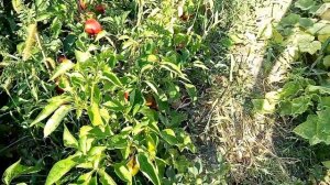 Созревает перец Ратунда