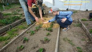 Уход за клубникой.Мульчируем клубнику соломой