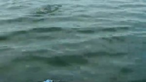 Видеоинструкция -"как не надо пользоваться подсачеком"