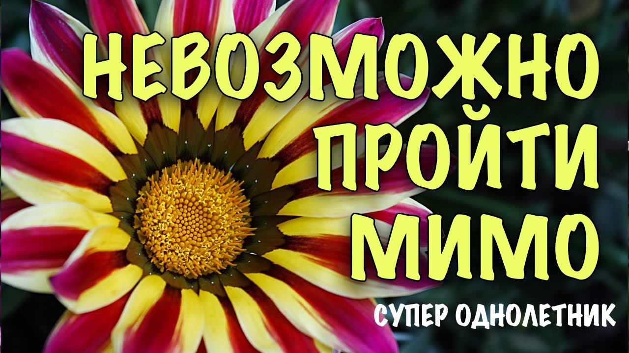 ГАЗАНИЯ. НЕВЕРОЯТНО КРАСИВЫЙ и НЕПРИХОТЛИВЫЙ однолетник. ВСЕ СЕКРЕТЫ выращивания из семян