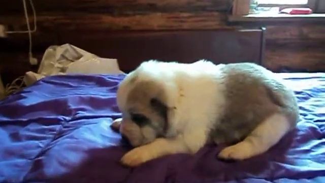 Щенок алабай смотреть онлайн