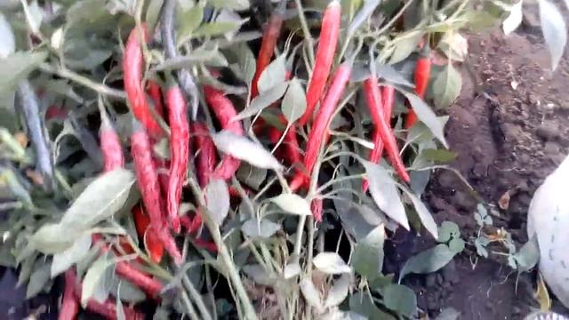 Уборка горького перца