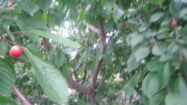 Черешня спеет.