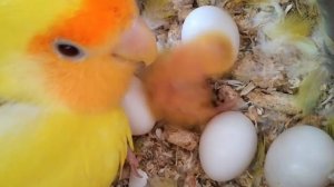 19.07 Птенцы попугая неразлучника 2 день - 1 птенец и 4 яйца