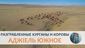 Раскопки поселенія Аджіель Южное: разорённые курганы и пасущіяся рядомъ коровы (архивъ)