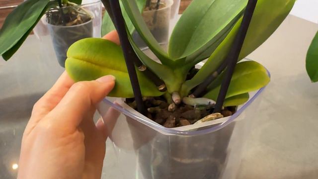 Желтеет лист у орхидеи фаленопсис по периметру от края пластины! Почемму желтеет лист от шеи у орхи смотреть онлайн