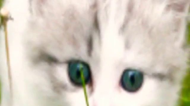 ТОП 10 МИЛЫХ КОТЯТ смотреть онлайн