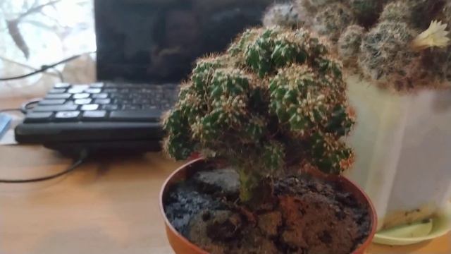 Кактусенок