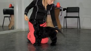 Хендлинг . Английский кокер спаниель