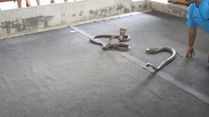 Укротитель кобр и змей