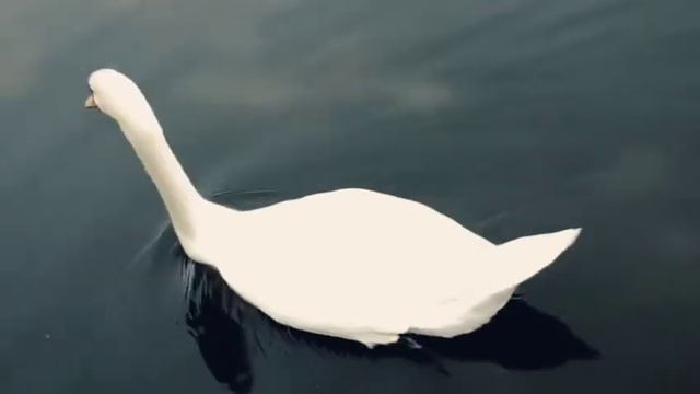 ВСЕМ ХОРОШЕГО ДНЯ! ПРОСТО СЛУШАЕМ ЗАМЕЧАТЕЛЬНУЮ МЕЛОДИЮ! смотреть онлайн