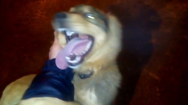 Собака загрызла человека насмерть 18+ смотреть онлайн