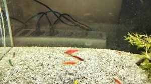 Рыбки Данио кушают креветку