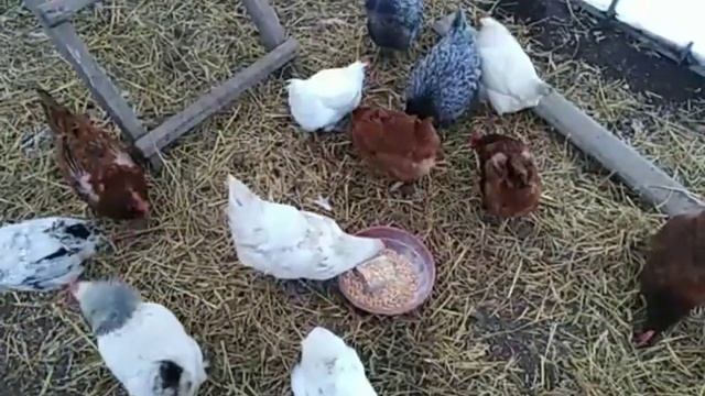 Вес селезня в 5 месяцев ???зима❄️яйценоскость. смотреть онлайн