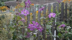 Петуния ,27 Сентября 2022