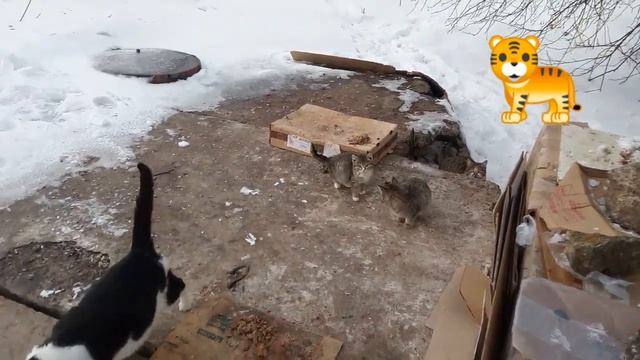 Дом для бездомных кошек смотреть онлайн