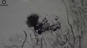 Как медведи спят ?