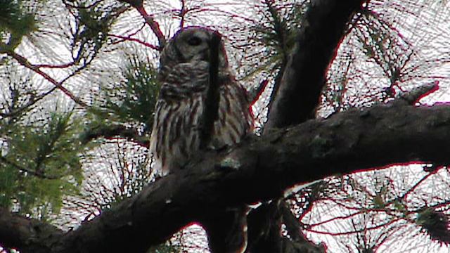Barred owls laughing смотреть онлайн