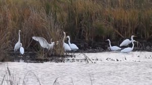 Большая белая цапля