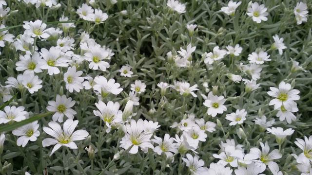 "Квітковий рай" Світлини Сергія Шматка. Квіти з колекції Руслани Тифенбах, польові, Макро з'йомки смотреть онлайн