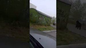 Камчатский край, город Вилючинск медведь