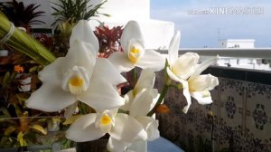 Цветение орхидеи ликасты. Lycaste Spring Scene