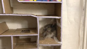 9-этажный лабиринт для хомяка из картона!