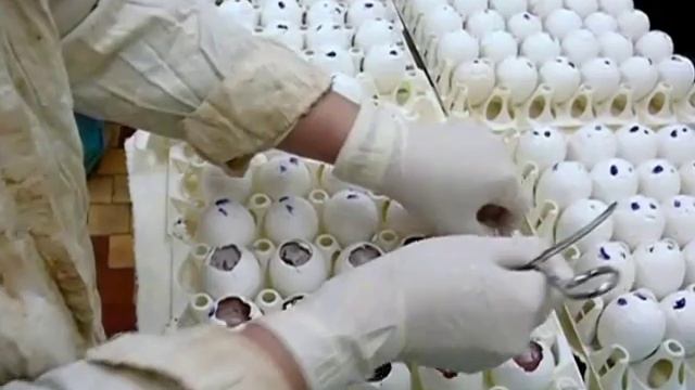 Приспособление для резки скорлупы яиц