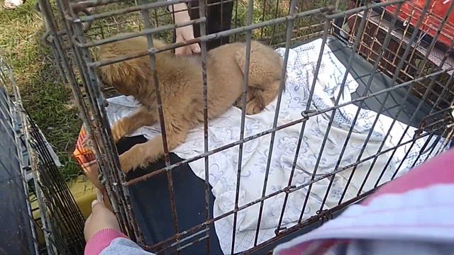 Приют для бездомных животных Бездомные собаки щенки Помощь бездомным животным Лай собаки  Звук соба