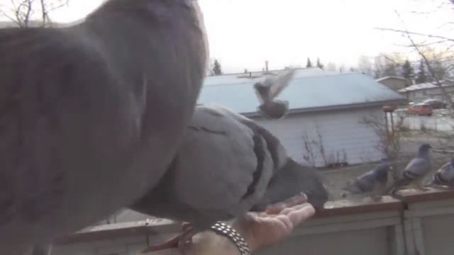 Flock Leaders смотреть онлайн