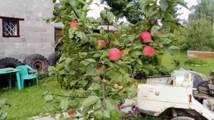 Наша молодая яблоня сорта Мельба 3.08.2019г .