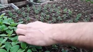 Теплица в Марте ОБЗОР РАССАДЫ ЦВЕТОВ что растет выращивание петунии рассады в теплице.mp4
