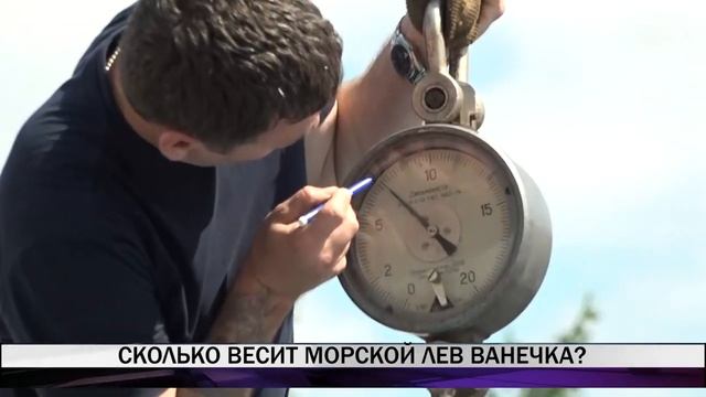 Сколько весит морской лев Ванечка? смотреть онлайн