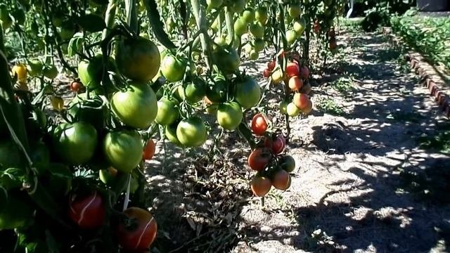 Восточный Казахстан  Томаты Де Барао в открытом грунте