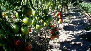 Восточный Казахстан Томаты Де Барао в открытом грунте