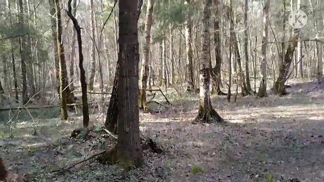 Прогулка в лесу/Разходка в гората/Walk in the forest   15.04.2021   #Лосиныйостров #лес #прогулка