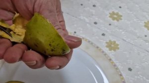 Азимина плодоносит, сорт Прима 1216.