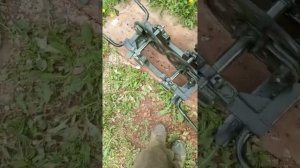 Кедротряс кедр 1 м2