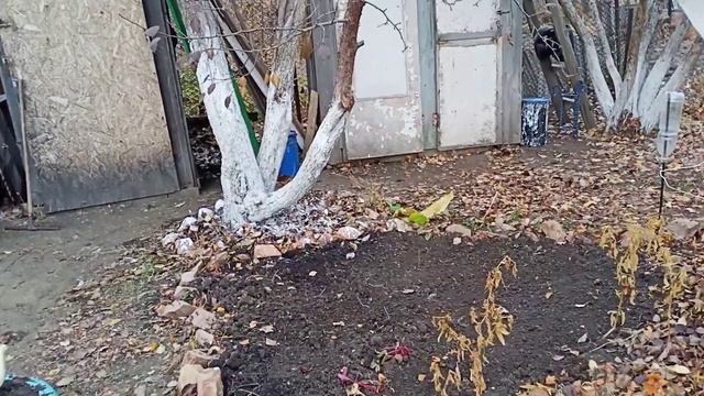 15-16 октября дачные работы/ посадка лука, чеснока, тюльпанов смотреть онлайн