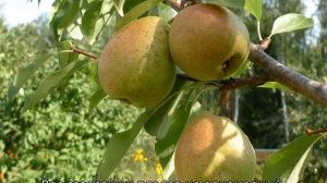 Груша для Ленинградской области: лучшие сорта