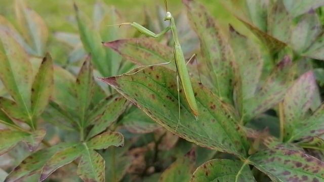 Богомол на наших пионах в Подмосковье 2023. смотреть онлайн