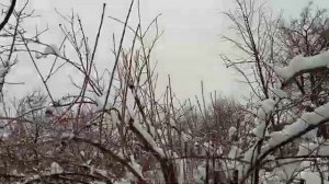 Обзор и объяснение прошлогодней обрезки калины