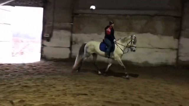 ПРОДАН жеребец Орловской рысистой породы 2012г. смотреть онлайн