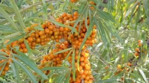 Чем полезны листья облепихи детальна інформація в описах