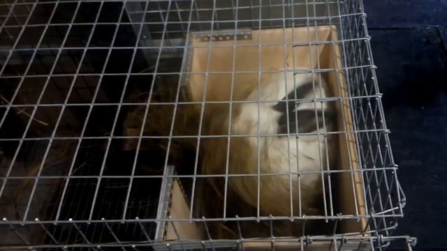 Крольчиха строит гнездо смотреть онлайн