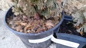 Ель Томпа, ель Дендрофарма Голд и другие хвойные растения