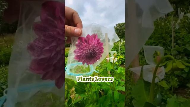 How do you plant Dahlia pinnata? || Dahlia pinnata or Garden dahlia | Care and Growing- Consulta