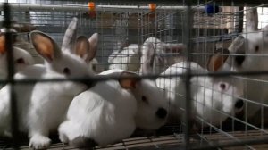 Продался ли Мельник l Кроликоферма l Клетки для начинающих кролиководов