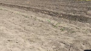 Картофелекопалка электрическая